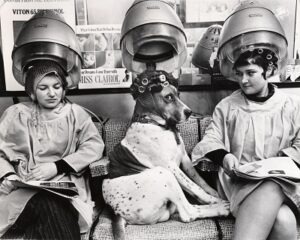 ladies and dog at hairdresser under hairdryers